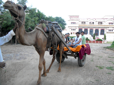 Camel Cart Rides In Surajgarh